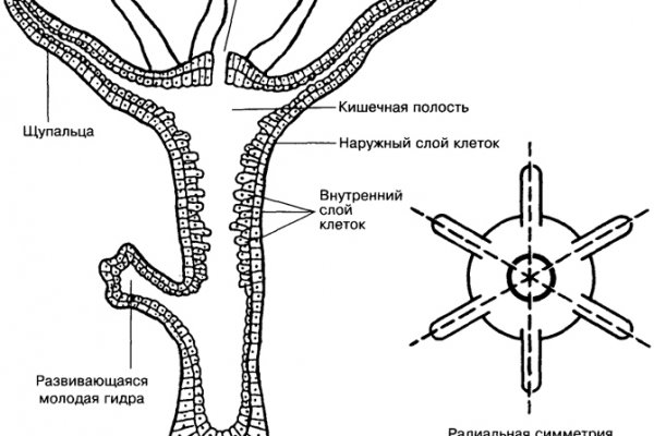 Сайт мега кракен