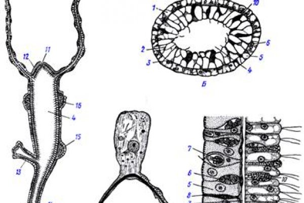 Kraken tor link